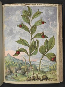 Streptopus amplexifolius（缠绕茎），选自 Gherardo Cibo 的 "罗马各州的植物画"，Add MS 2233，f135r，约 1564-84 年（纸面水彩和水粉画）。 作者 赫拉尔多·西博
