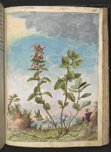 Teucrium chamaedrys（壁日耳曼），选自 Gherardo Cibo 的 "罗马各州的植物画"，Add MS 22333，f159r，约 1564-84 年（纸面水彩和水粉画）。 作者 赫拉尔多·西博