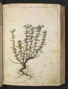 Teucrium montanum，选自 Gherardo Cibo 的 "罗马各州的植物画"，Add MS 22333，f068r，约 1564-84 年（纸面水彩和水粉画）。 作者 赫拉尔多·西博