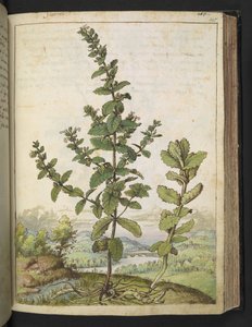 Teucrium scordium，选自 Gherardo Cibo 的 "罗马国家植物画"，Add MS 22333，f105r，约 1564-84 年（纸面水彩和水粉画）。 作者 赫拉尔多·西博