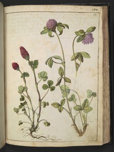 Trifolium incarnatum 和 Trifolium pratens，选自 Gherardo Cibo 的 "罗马各州的植物画"，Add MS 22333，f151r，约 1564-84 年（纸面水彩和水粉画）。 作者 赫拉尔多·西博