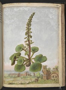 Umbilicus rupestris（脐草）：可食用的开花植物，选自 Gherardo Cibo 的 "罗马国家植物画"，Add MS 22333，f162r，约 1564-84 年（纸面水彩和水粉画）
