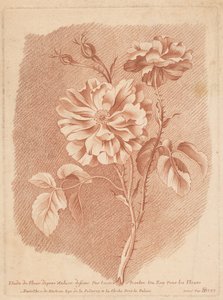 布卢门
Etude de Fleur d