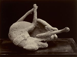 狗，庞贝城，约1870年（玻璃底片上的白银印刷）