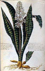 芦荟药用植物。雕刻 - 载于 "Historia botanica practica, seu plantarum, quae adum medicinae pertinent, nomenclatura, descriptio et virtutes..." 作者 乔瓦尼·巴蒂斯塔·莫兰迪