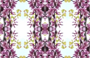 Unnatural 160.3 (digitally manipulated photo) 作者 乔凡尼·卡法尼亚（Giovanni Cafagna）