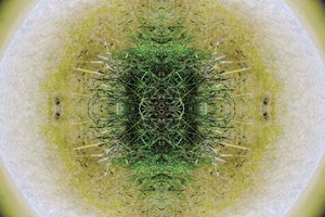 不自然6.1（数码处理照片）