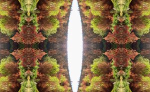 不自然的81（数码处理的照片）