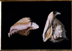 两只贝壳（海中贝壳静物） 菲利普-纳波莱诺（1587-1629）的画作 1618年 暗39x56厘米 佛罗伦萨，皮蒂宫