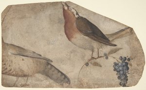 吃葡萄的鸟的正面，虎妞的背面，1487-1564。 作者 乔凡尼·达乌迪内