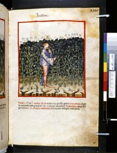 乌布恰西姆-德-巴尔达奇的疗养手册："Anisum"，14 世纪第一个十年（微型画）。