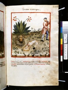 乌布恰西姆-德-巴尔达奇的疗养手册："Fructus Mandragorae"，14 世纪第一个十年（微缩图）