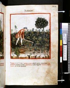 乌布恰西姆-德-巴尔达奇的疗养手册："Pastinace"，14 世纪头十年（微缩图）