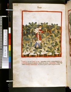 乌布恰西姆-德-巴尔达奇的 Theatrum sanitatis："强奸"，14 世纪前 10 年（缩影）