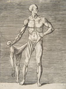 男子从正面看，右臂和右腿的皮肤在他的右手中...，16世纪。 作者 朱利奥·博纳松