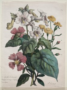 自然史课程，包含动物界的主要物种……，1825年。 作者 戈特弗里德（Gottfried）或戈德弗罗伊（Godefroy Engelmann）