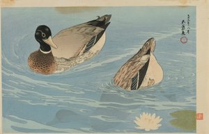 鸭子，大正时代，1920年8月（彩色木版画） 作者 桥口吾代