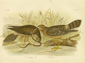 Allied Harrier或Spotted Harrier，1891 作者 格拉西乌斯·布罗诺诺夫斯基