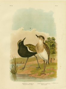 澳大利亚金P或太平洋金P，1891年 作者 格拉西乌斯·布罗诺诺夫斯基