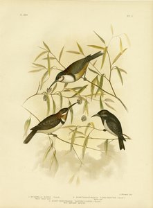 黑色Honeyeater，1891年 作者 格拉西乌斯·布罗诺诺夫斯基
