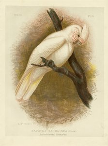 血腥鹦鹉，1891年 作者 格拉西乌斯·布罗诺诺夫斯基