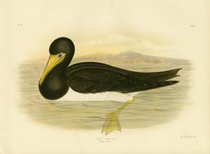 布朗甘尼特，1891年 作者 格拉西乌斯·布罗诺诺夫斯基