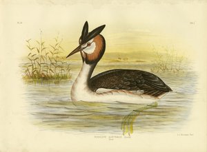 伟大的凤头Gre ,, 1891年