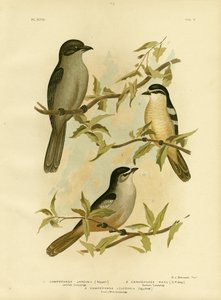Jardines Campephaga或Common Cicadabird，1891