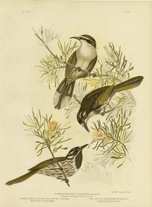 Long-Billed Honeyeater，1891 作者 格拉西乌斯·布罗诺诺夫斯基