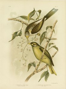 Luteous Honeyeater或Yellow-Throated Miner，1891 作者 格拉西乌斯·布罗诺诺夫斯基