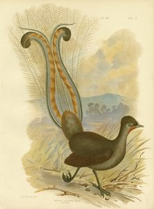 Lyrebird，1891年 作者 格拉西乌斯·布罗诺诺夫斯基