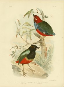 Macklot&39;S Pitta，1891年 作者 格拉西乌斯·布罗诺诺夫斯基