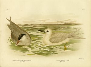 沼泽燕鸥，1891年 作者 格拉西乌斯·布罗诺诺夫斯基