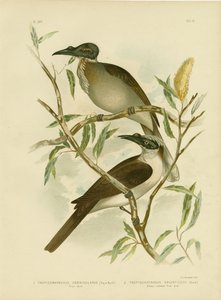 Noisy Friarbird，1891 作者 格拉西乌斯·布罗诺诺夫斯基