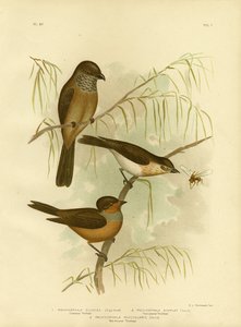 Olivaceous Thickhead或Olive Whistler，1891 作者 格拉西乌斯·布罗诺诺夫斯基