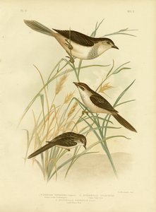 红褐色的Cincloramphus或红褐色的Songlark，1891年 作者 格拉西乌斯·布罗诺诺夫斯基