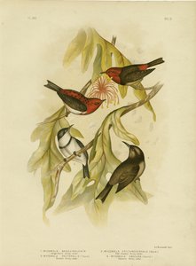 Sanguineous Honeyeater，1891 作者 格拉西乌斯·布罗诺诺夫斯基