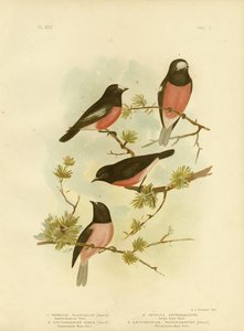Scarlet-Breasted Robin或太平洋罗宾，1891年 作者 格拉西乌斯·布罗诺诺夫斯基
