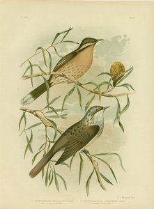 Spiny-Cheeked Honeyeater，1891 作者 格拉西乌斯·布罗诺诺夫斯基