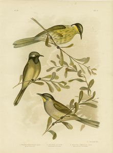 各种Honeyeater，1891年 作者 格拉西乌斯·布罗诺诺夫斯基