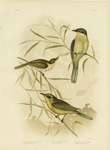 Wattle-Cheeked Honeyeater或Purple-Gaped Honeyeater，1891 作者 格拉西乌斯·布罗诺诺夫斯基