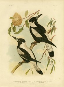 白背乌鸦伯劳，1891年 作者 格拉西乌斯·布罗诺诺夫斯基
