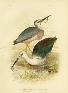 白面苍鹭，1891年 作者 格拉西乌斯·布罗诺诺夫斯基