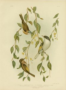 White-Throated Honeyeater，1891 作者 格拉西乌斯·布罗诺诺夫斯基