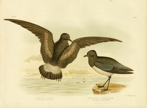 黄蹼风暴海燕，1891年 作者 格拉西乌斯·布罗诺诺夫斯基
