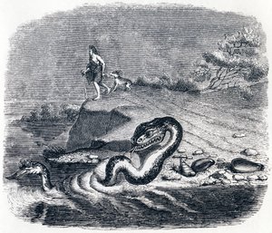 蛇的前面和尾巴（La tete et la queue du serpent） - 拉封丹的寓言故事 作者 格兰维尔