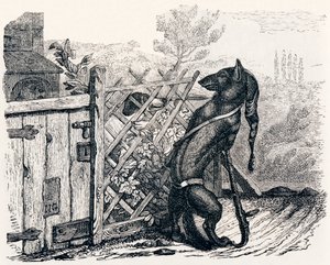 狼和瘦狗（Le loup et le chien maigre） - 拉封丹的寓言故事 作者 格兰维尔