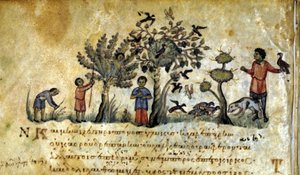 与猎鹰一起狩猎并捕捉鸟巢。 Oppianus De Venatione 13 世纪的希腊手稿。 作者 希腊学派