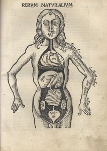 防爆明珠。解剖学，1504
