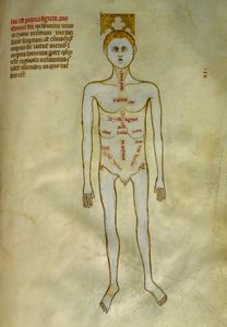 解剖学和外科手术板：男性器官的定位。约 1345 年 Gui de Pavia 创作的 "Liber notabilium Philippi septimi francorum regis, a libris Galieni extratus "中。尚蒂伊，康德博物馆